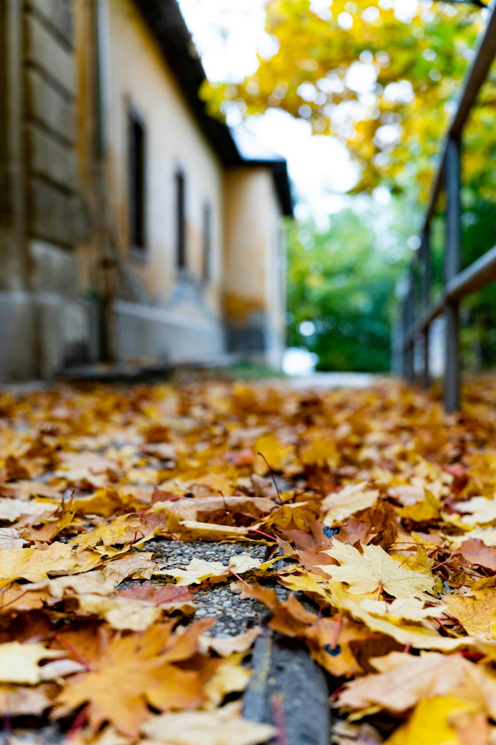 Herbstlaub auf einem Weg neben einem Gebäude
